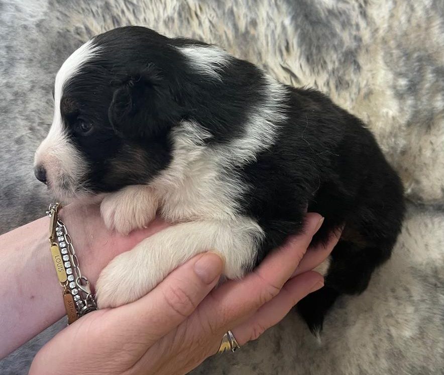 Elevage du Domaine de Chadadias - Chiots disponibles - Berger Australien