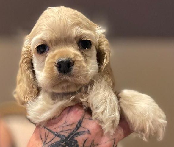 Elevage du Domaine de Chadadias - Chiots disponibles - American Cocker Spaniel