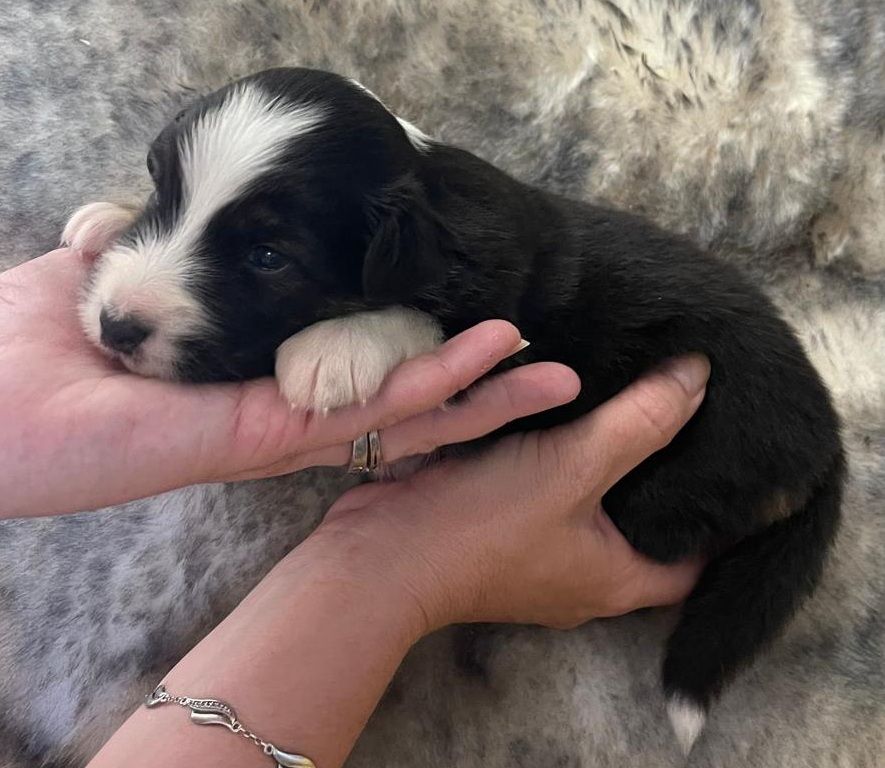 Elevage du Domaine de Chadadias - Chiots disponibles - Berger Australien