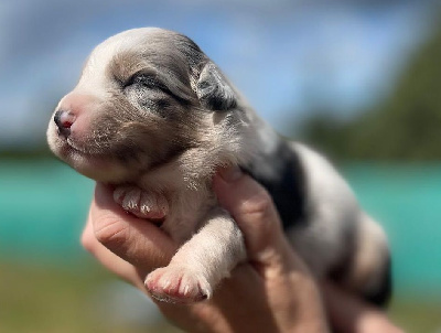 ARY Male bleu merle