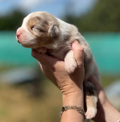 ARES Male Rouge merle