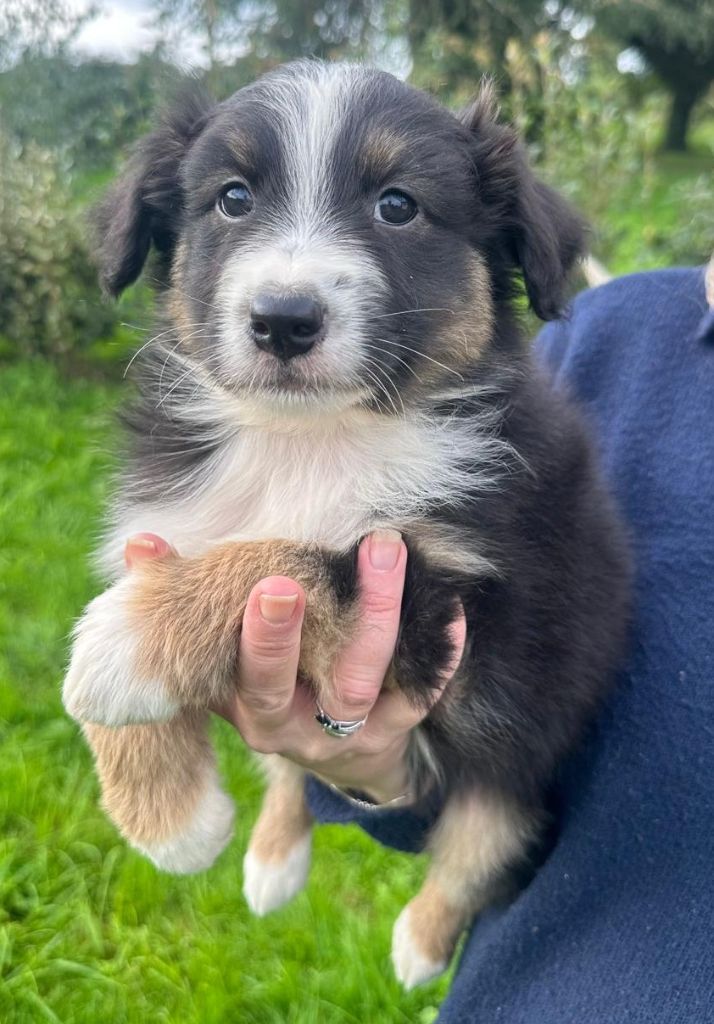 Elevage du Domaine de Chadadias - Chiots disponibles - Berger Australien