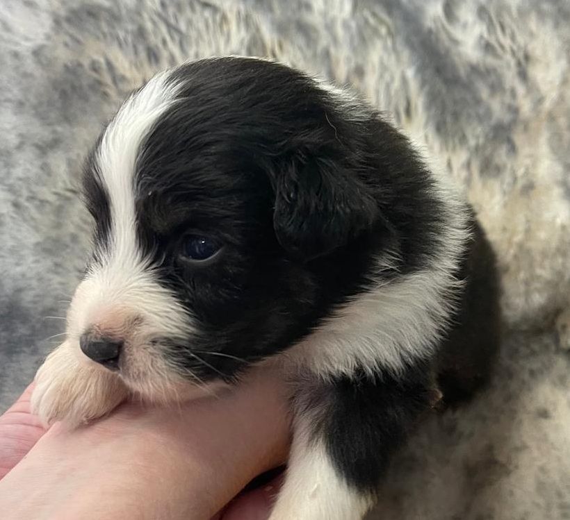 Elevage du Domaine de Chadadias - Chiots disponibles - Berger Australien