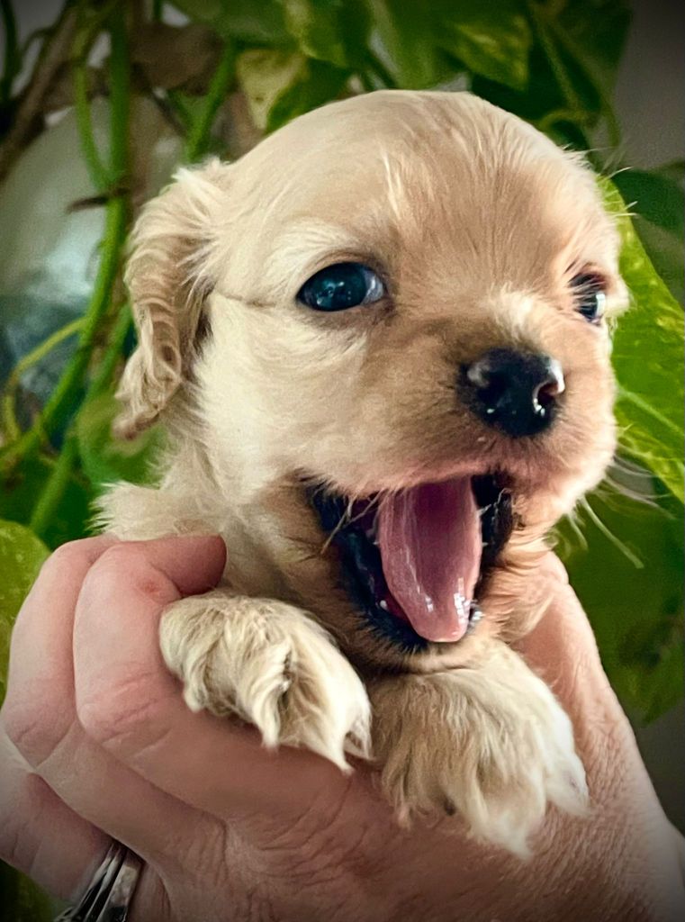 Elevage du Domaine de Chadadias - Chiots disponibles - American Cocker Spaniel