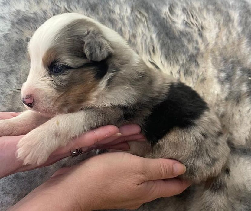 Elevage du Domaine de Chadadias - Chiots disponibles - Berger Australien