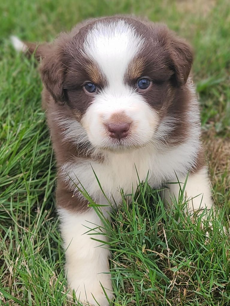 Elevage du Domaine de Chadadias - Chiots disponibles - Berger Australien