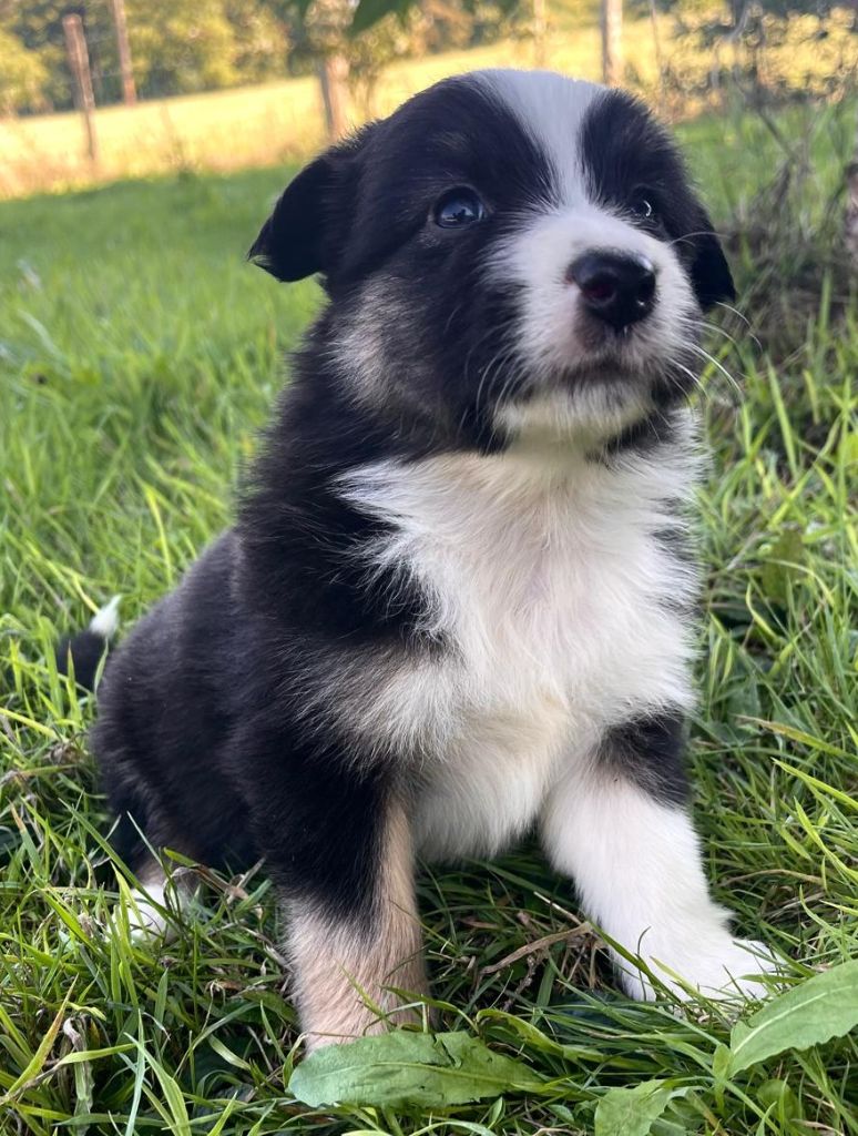 Elevage du Domaine de Chadadias - Chiots disponibles - Berger Australien