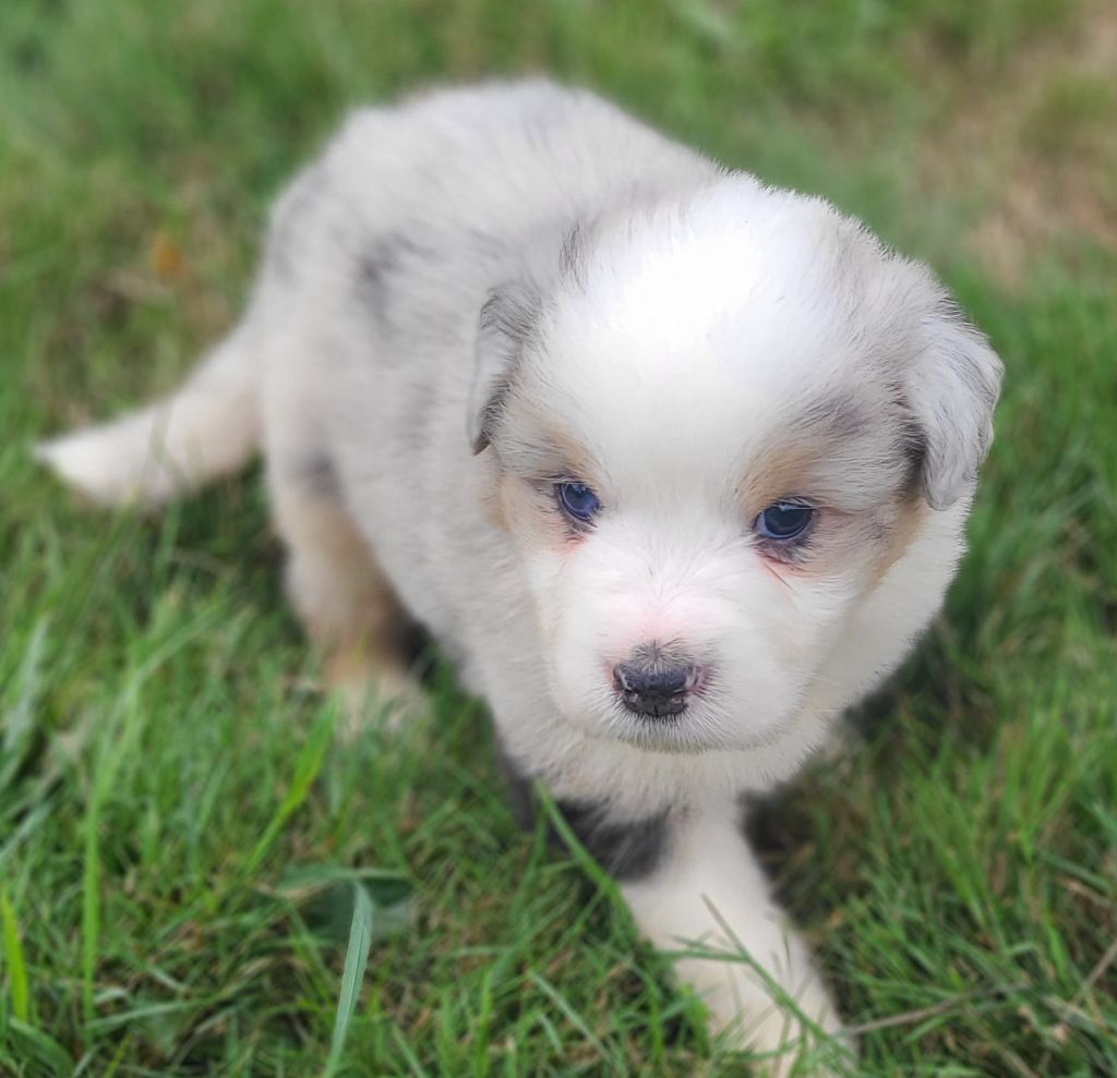 Elevage du Domaine de Chadadias - Chiots disponibles - Berger Australien