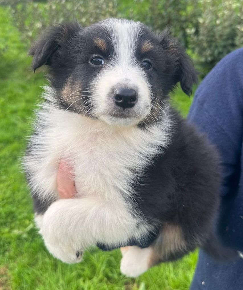 Elevage du Domaine de Chadadias - Chiots disponibles - Berger Australien