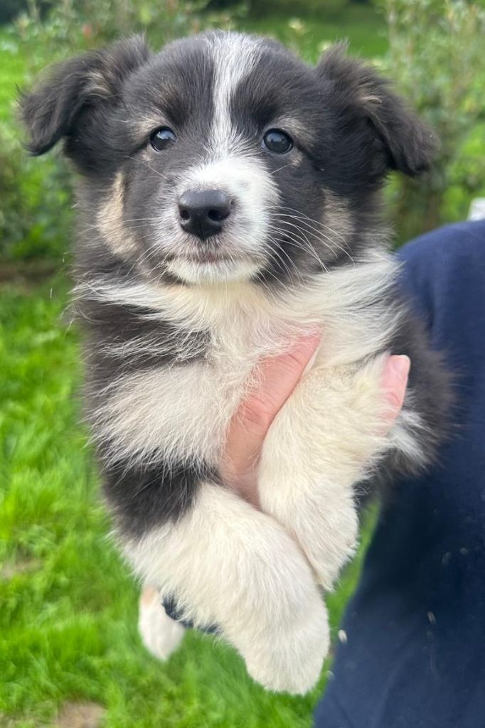 Elevage du Domaine de Chadadias - Chiots disponibles - Berger Australien