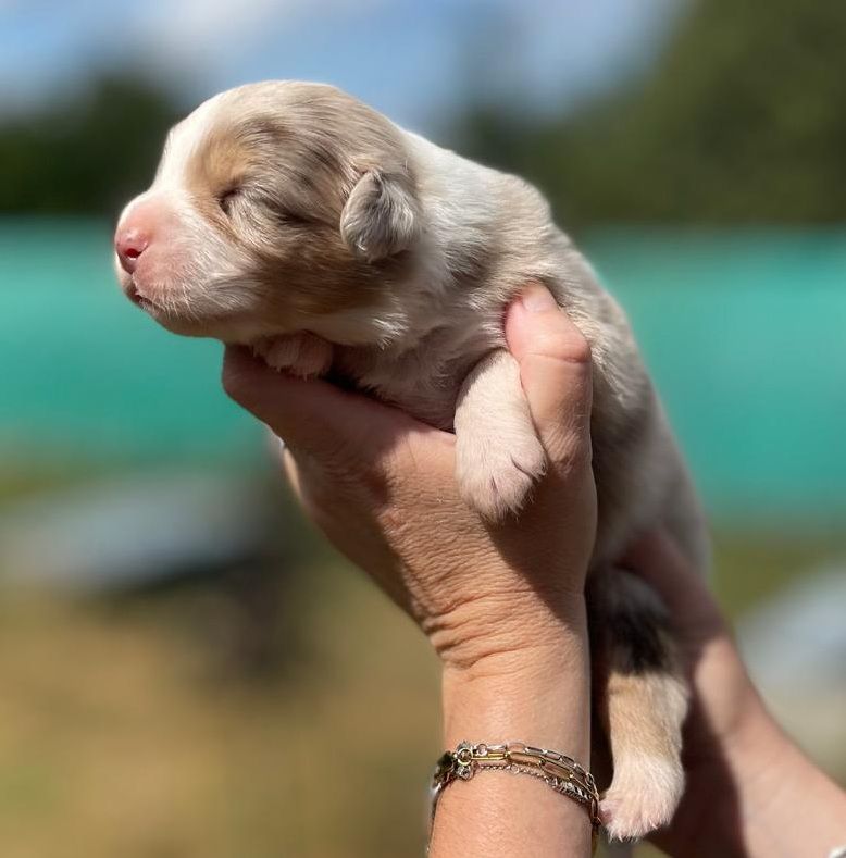 Elevage du Domaine de Chadadias - Chiots disponibles - Berger Australien