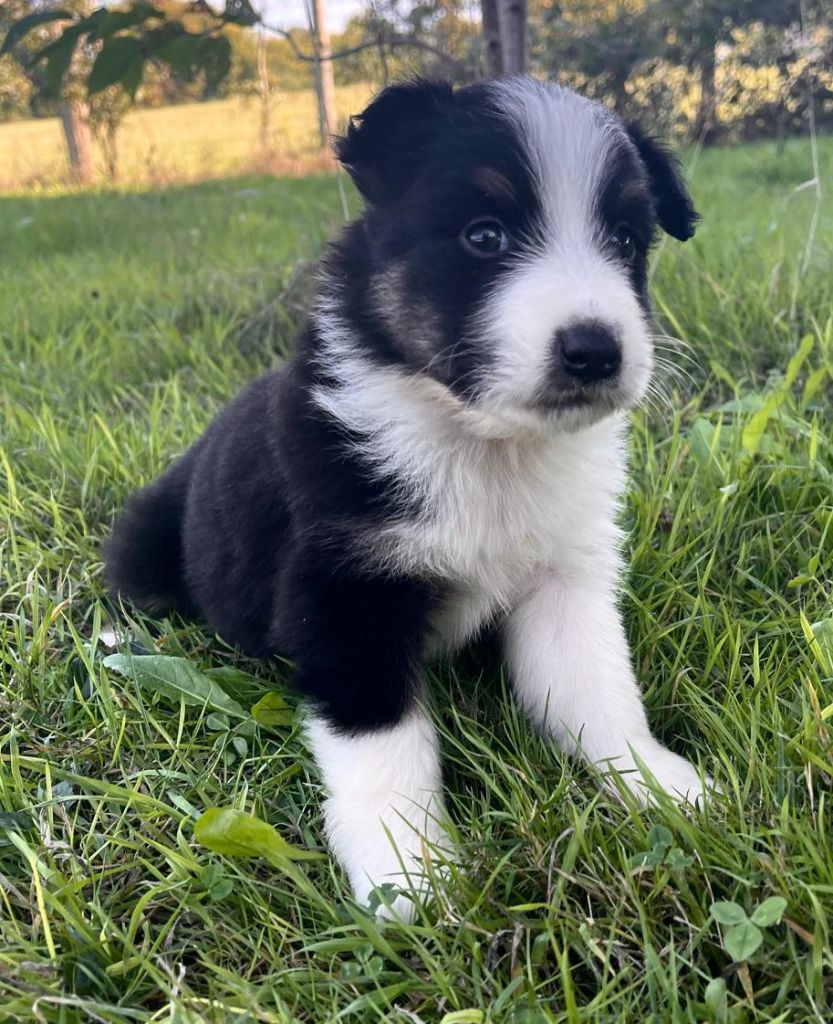 Elevage du Domaine de Chadadias - Chiots disponibles - Berger Australien