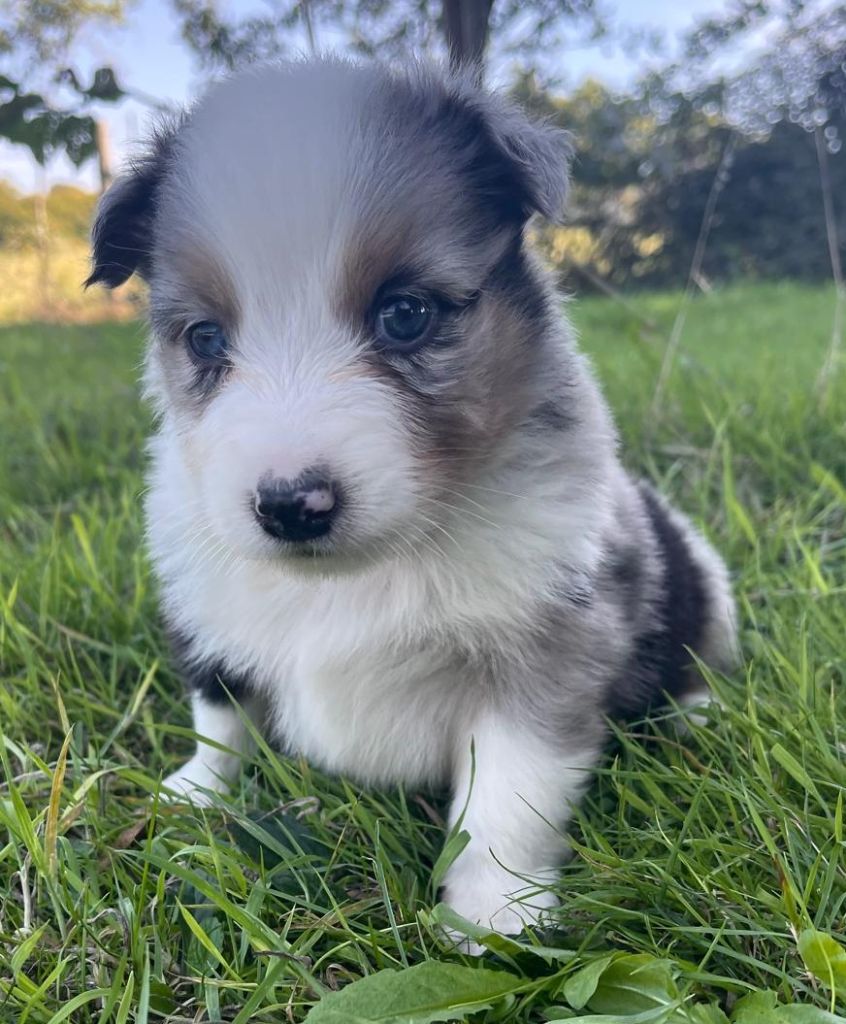 Elevage du Domaine de Chadadias - Chiots disponibles - Berger Australien