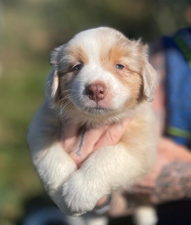 Elevage du Domaine de Chadadias - Chiots disponibles - Berger Australien